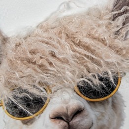 Cuadro Panorámico de Llamas con Gafas 120x40 cm