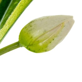 Tulipanes Artificiales Blancos 39cm con Maceta | Nova Decoración