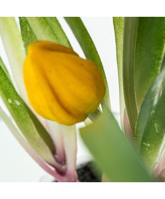 Tulipanes Artificiales Amarillos 39cm con Maceta | Nova Decoración