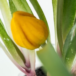 Tulipanes Artificiales Amarillos 39cm con Maceta | Nova Decoración
