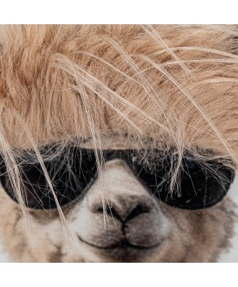 Cuadro Panorámico de Llamas con Gafas 120x40 cm