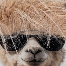 Cuadro Panorámico de Llamas con Gafas 120x40 cm