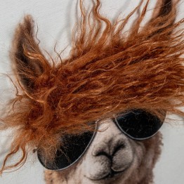 Cuadro Panorámico de Llamas con Gafas 120x40 cm